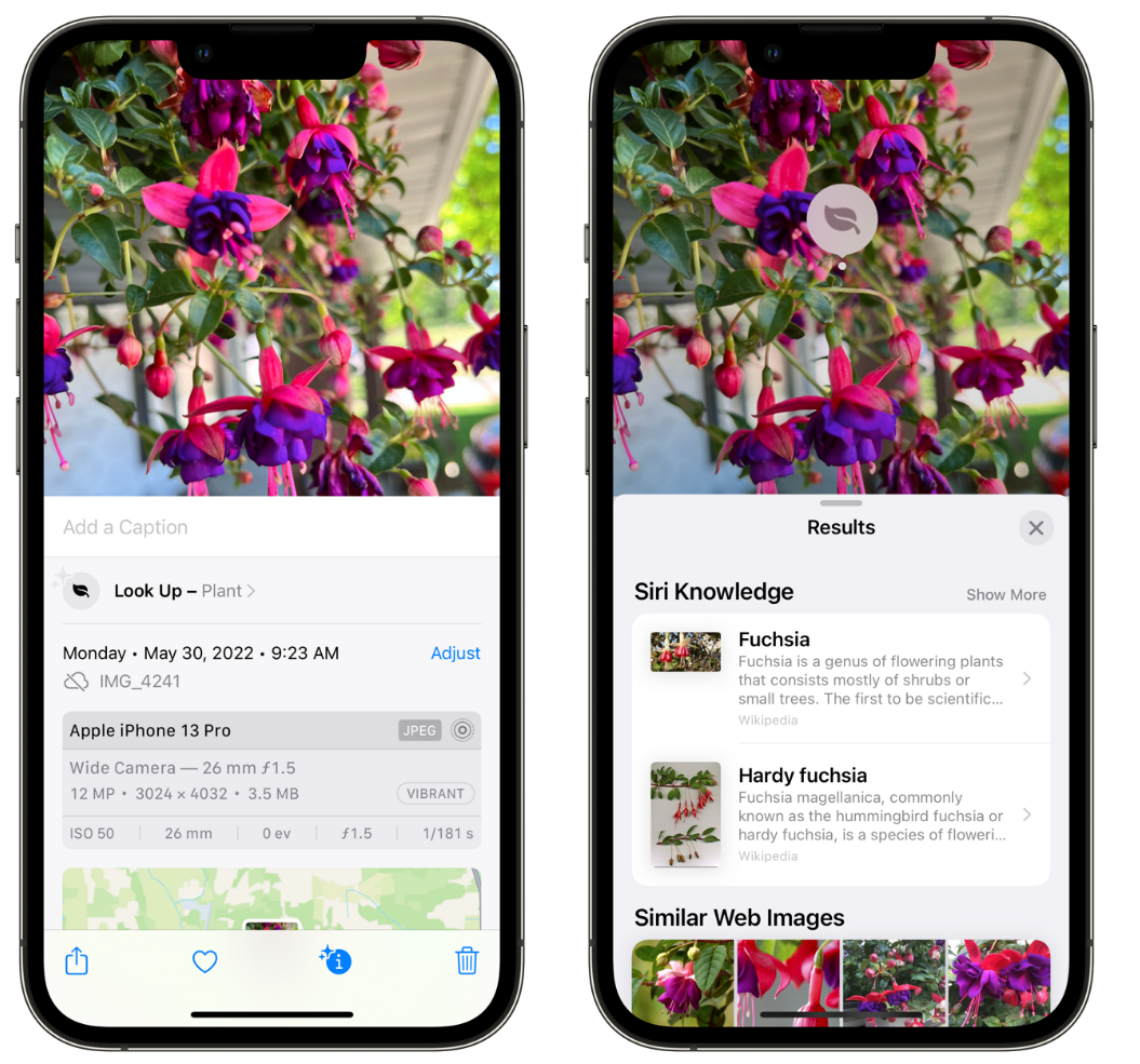 镇安苹果手机维修分享小技巧：使用 iPhone 相机识别花卉植物 